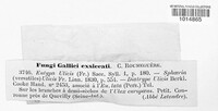 Eutypa ulicis image